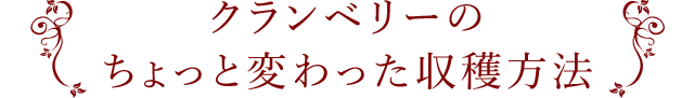クランベリーのちょっと変わった収穫方法