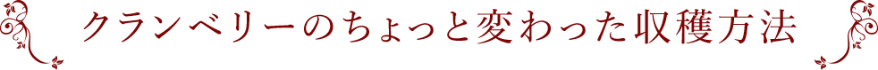 クランベリーのちょっと変わった収穫方法